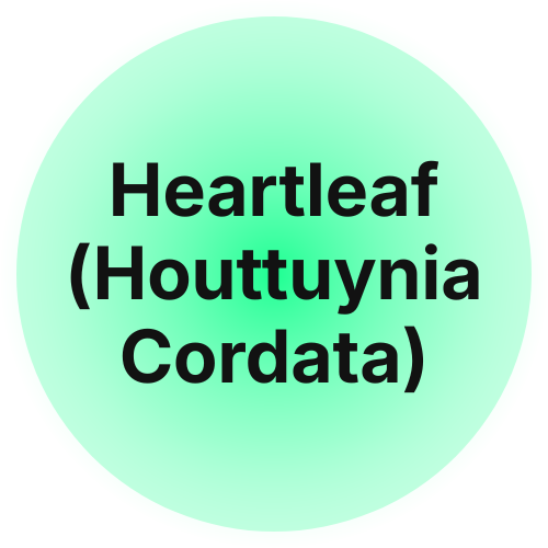 Heartleaf (Houttuynia Cordata)
